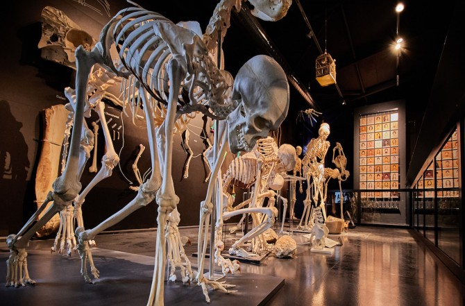 Dauerausstellung «Wer wir sind».
Nach der Zeitreise durch Millionen von Jahren in unserer Dauerausstellung «Woher wir kommen» sind Sie hier auf einer Zeitreise, die bestenfalls 100 Jahre dauert: das Leben eines heutigen Menschen von der Zeugung bis zum Tod.